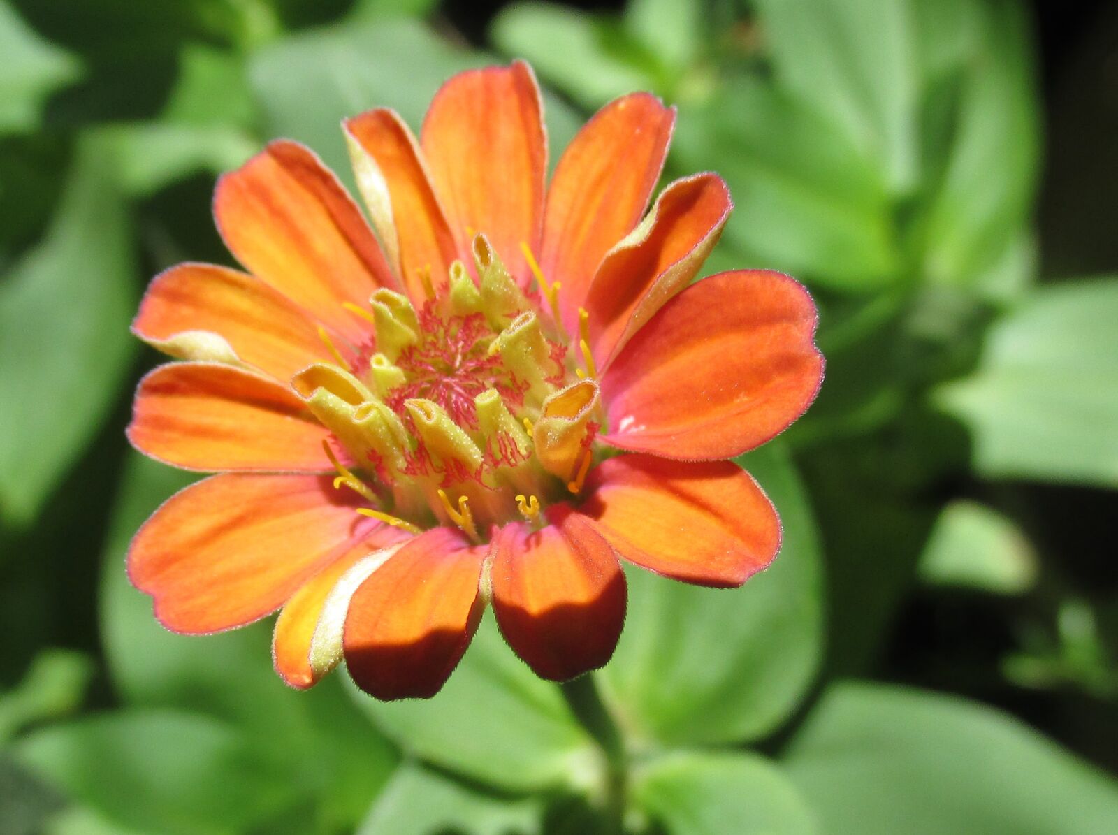Canon PowerShot SX170 IS sample photo. Flower, daisy, plant photography