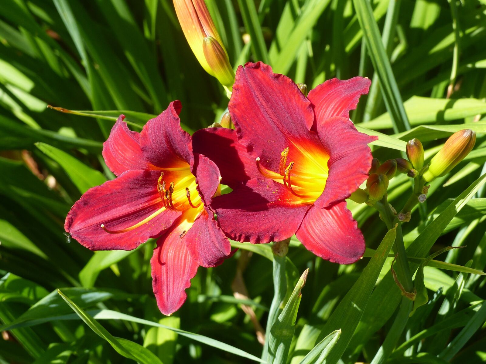 Panasonic Lumix DMC-FZ200 sample photo. Daylilies, seedlings, red photography