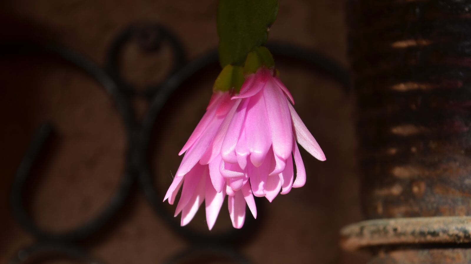 Nikon D5100 sample photo. Epi-cactus, blooming, flowering cactus photography