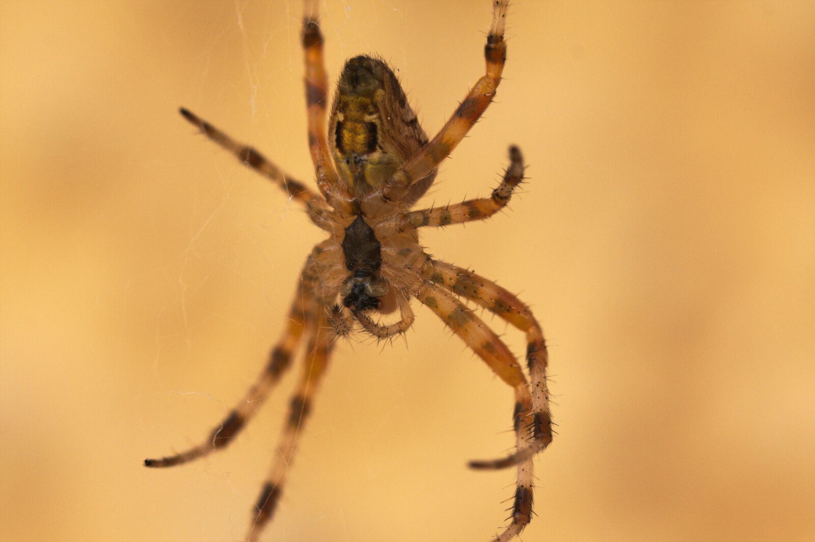 Canon EOS 40D sample photo. Spider, arachnid, close up photography