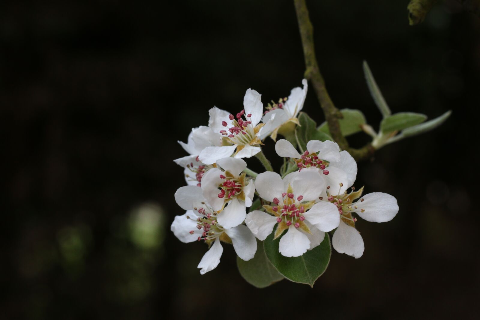 Canon EOS 70D + Canon EF 50mm F1.8 STM sample photo. Flower of pear, nature photography