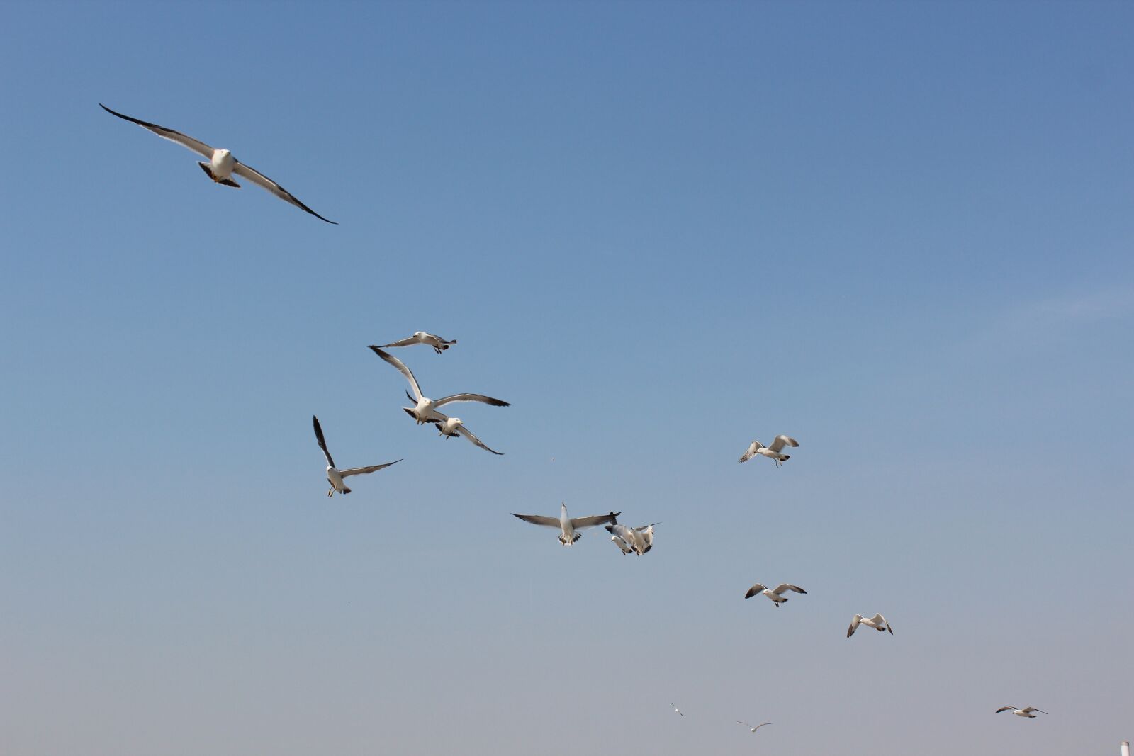 Canon EOS 600D (Rebel EOS T3i / EOS Kiss X5) sample photo. Seabirds, the sea, dalian photography