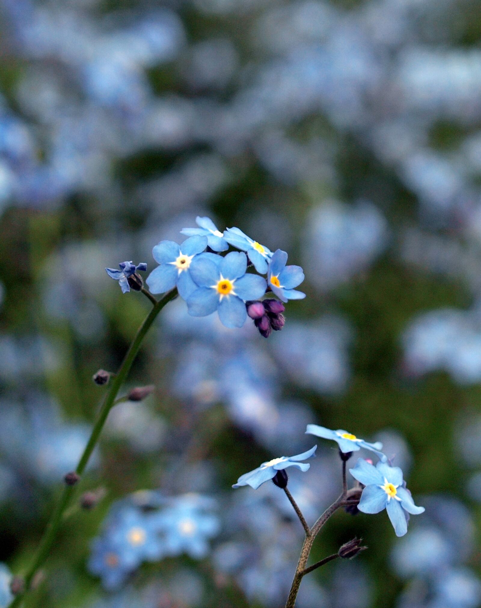 Olympus E-520 (EVOLT E-520) sample photo. Flower, nature, flora photography
