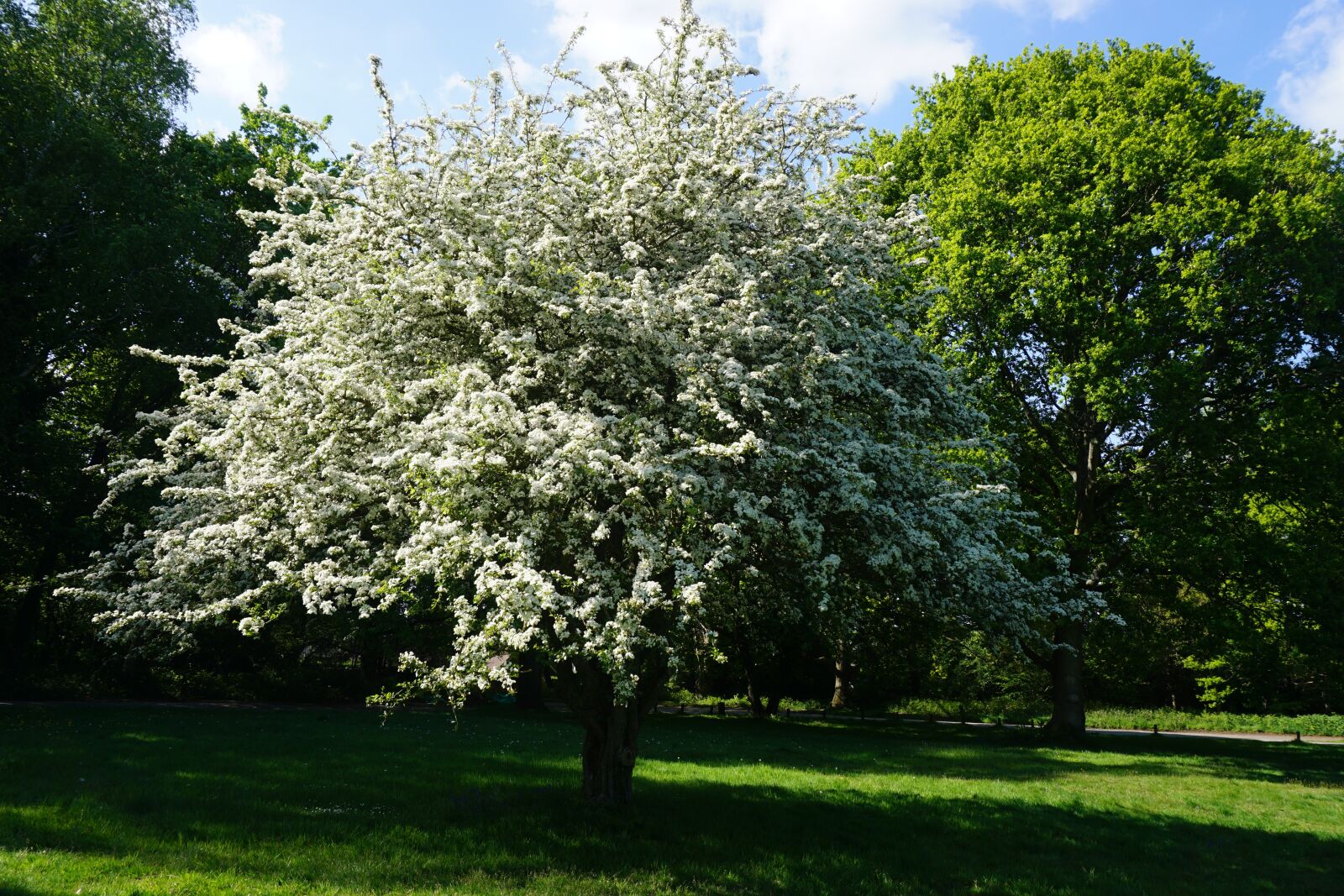 Sony a6000 sample photo. May tree, hawthorn, tree photography