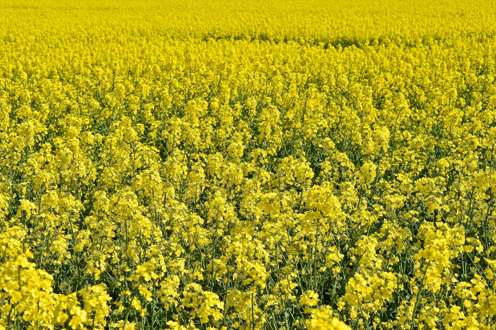 Nikon D3300 sample photo. Field, oilseed rape, yellow photography