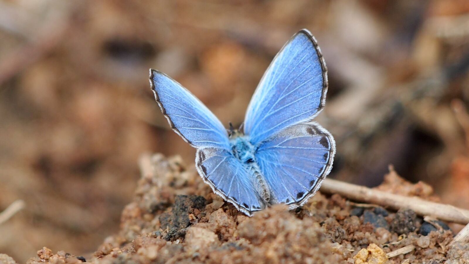 Olympus PEN E-P3 sample photo. Butterfly, blue, blue powder photography