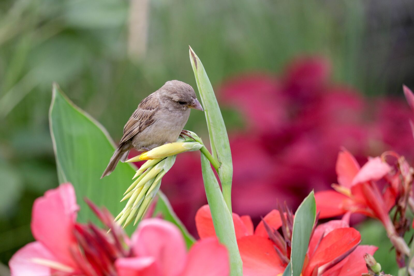 Canon EF-S 55-250mm F4-5.6 IS STM sample photo. Bird, flower, green photography
