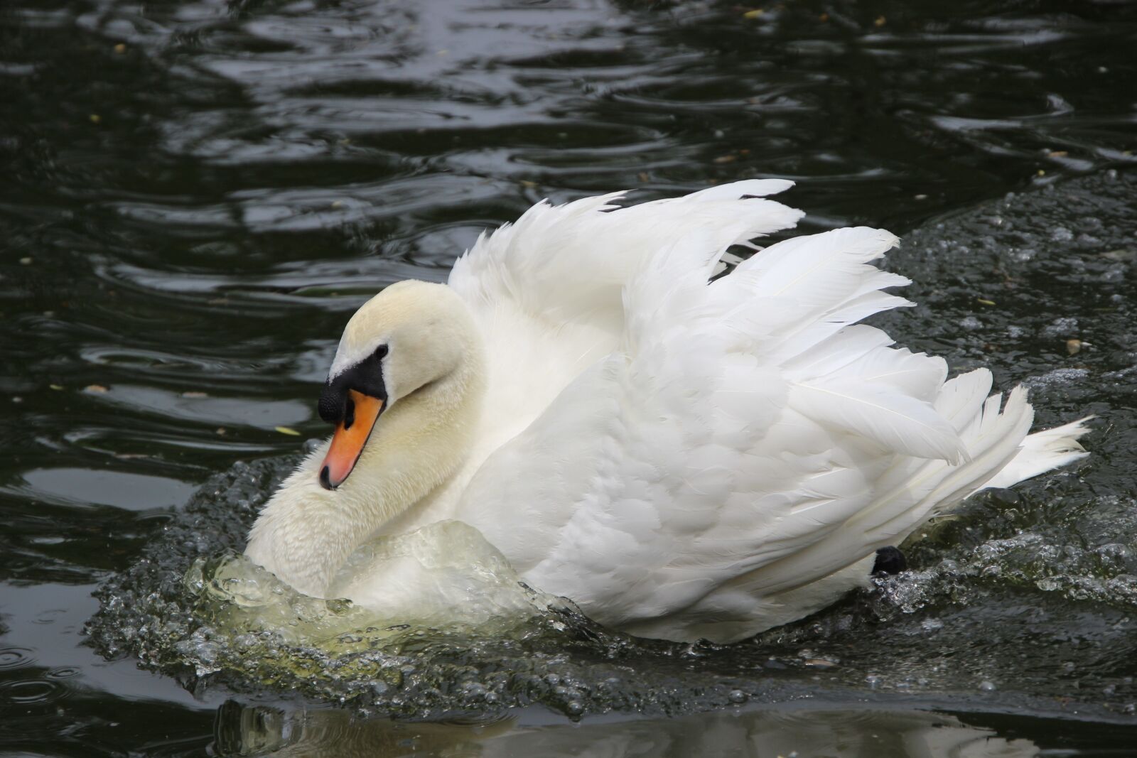 Canon EOS 600D (Rebel EOS T3i / EOS Kiss X5) sample photo. Swan, water bird, bird photography