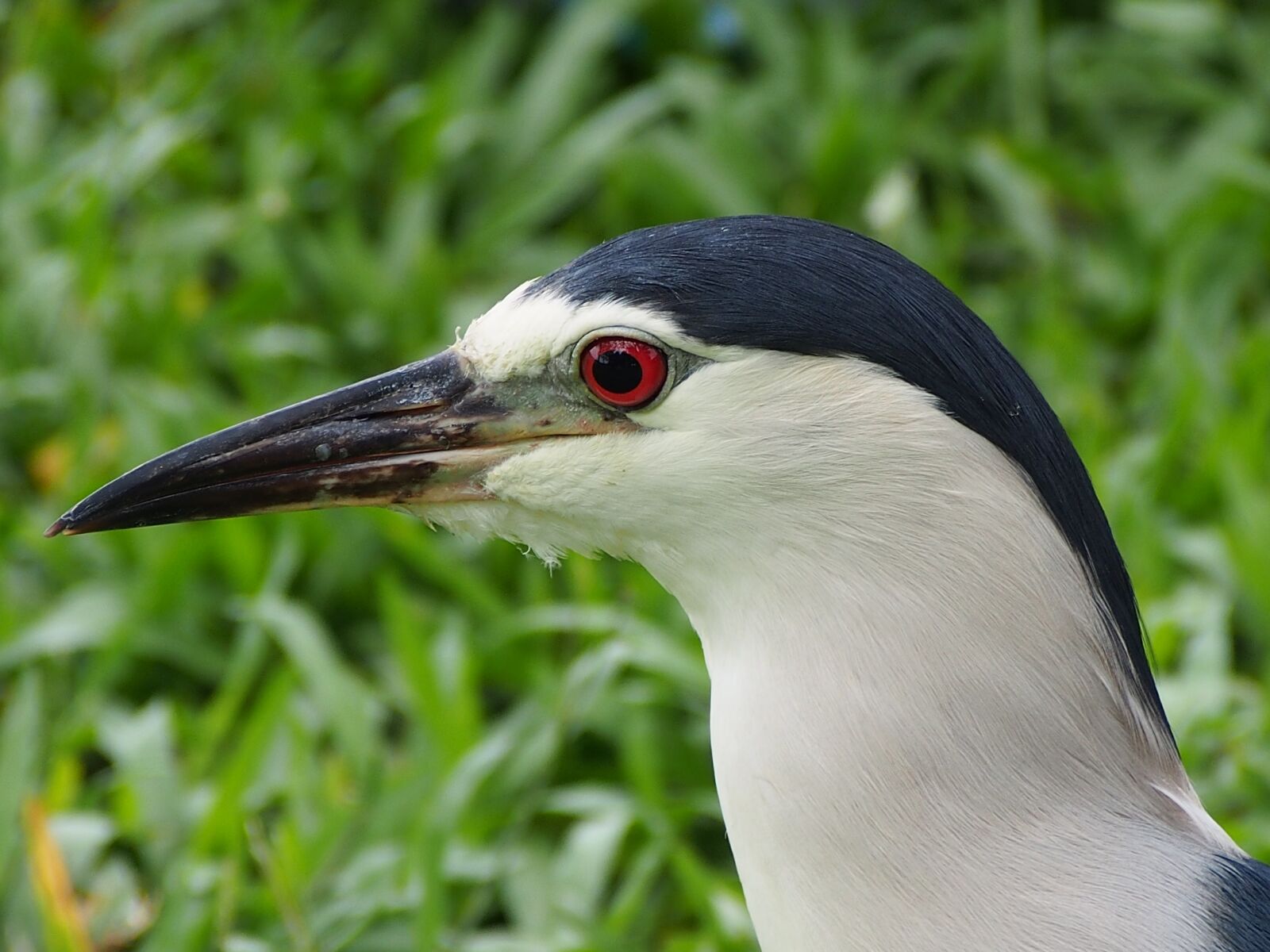 Olympus OM-D E-M5 sample photo. Taiwan, the great photography