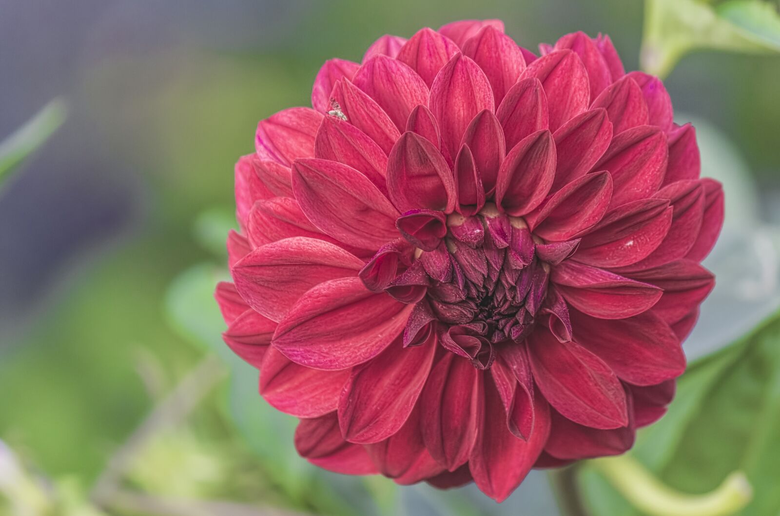 Canon EOS 1100D (EOS Rebel T3 / EOS Kiss X50) sample photo. Flower, nature, floral photography