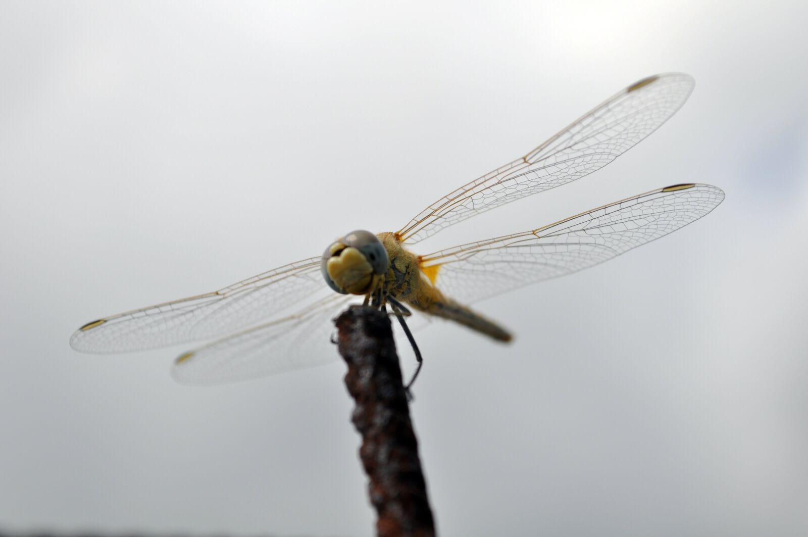 Nikon D5000 sample photo. Dragonfly, insect, flight photography