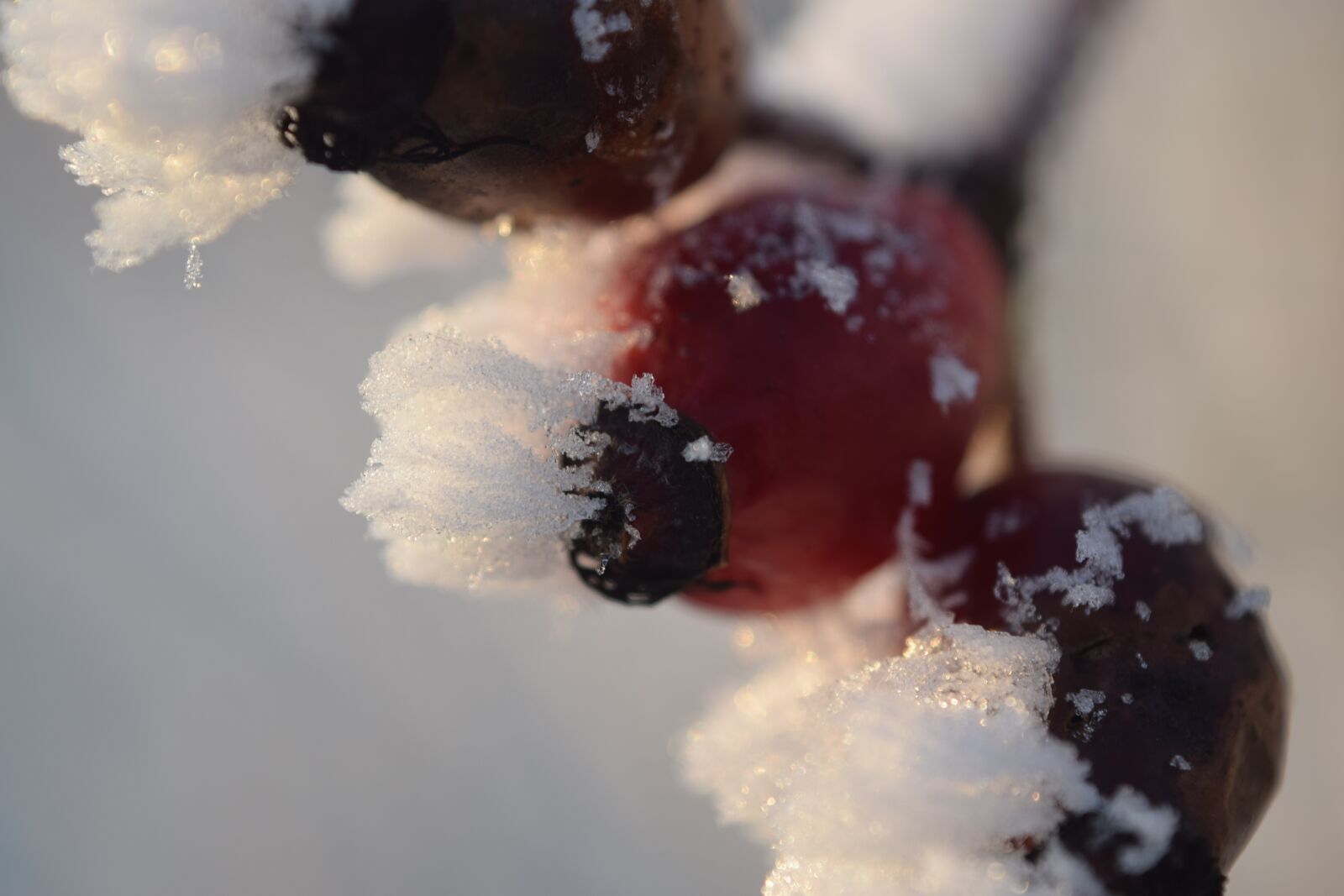 Nikon D5300 sample photo. Ice, frozen, berries photography