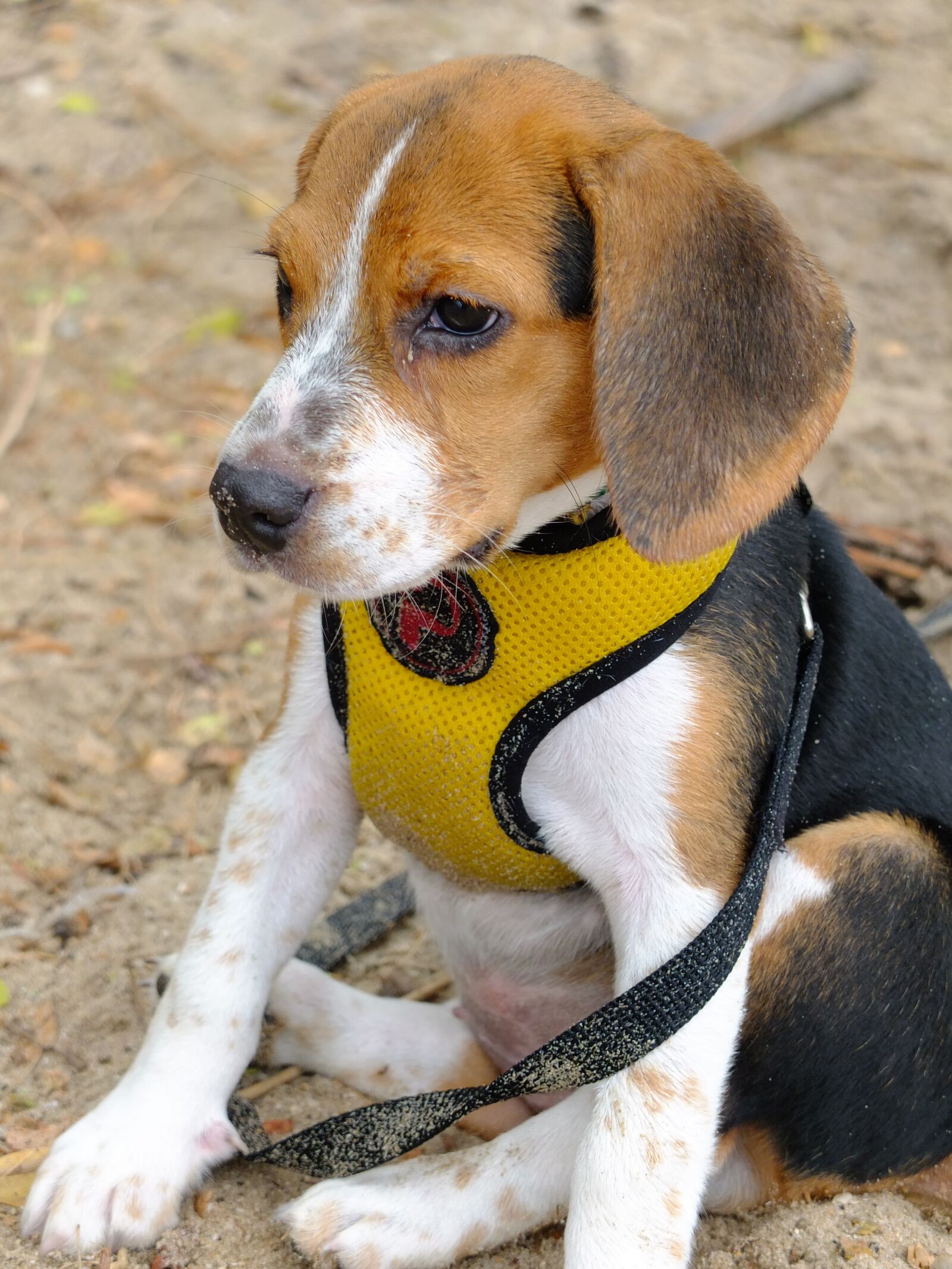 Fujifilm X10 sample photo. View, puppy, seat photography