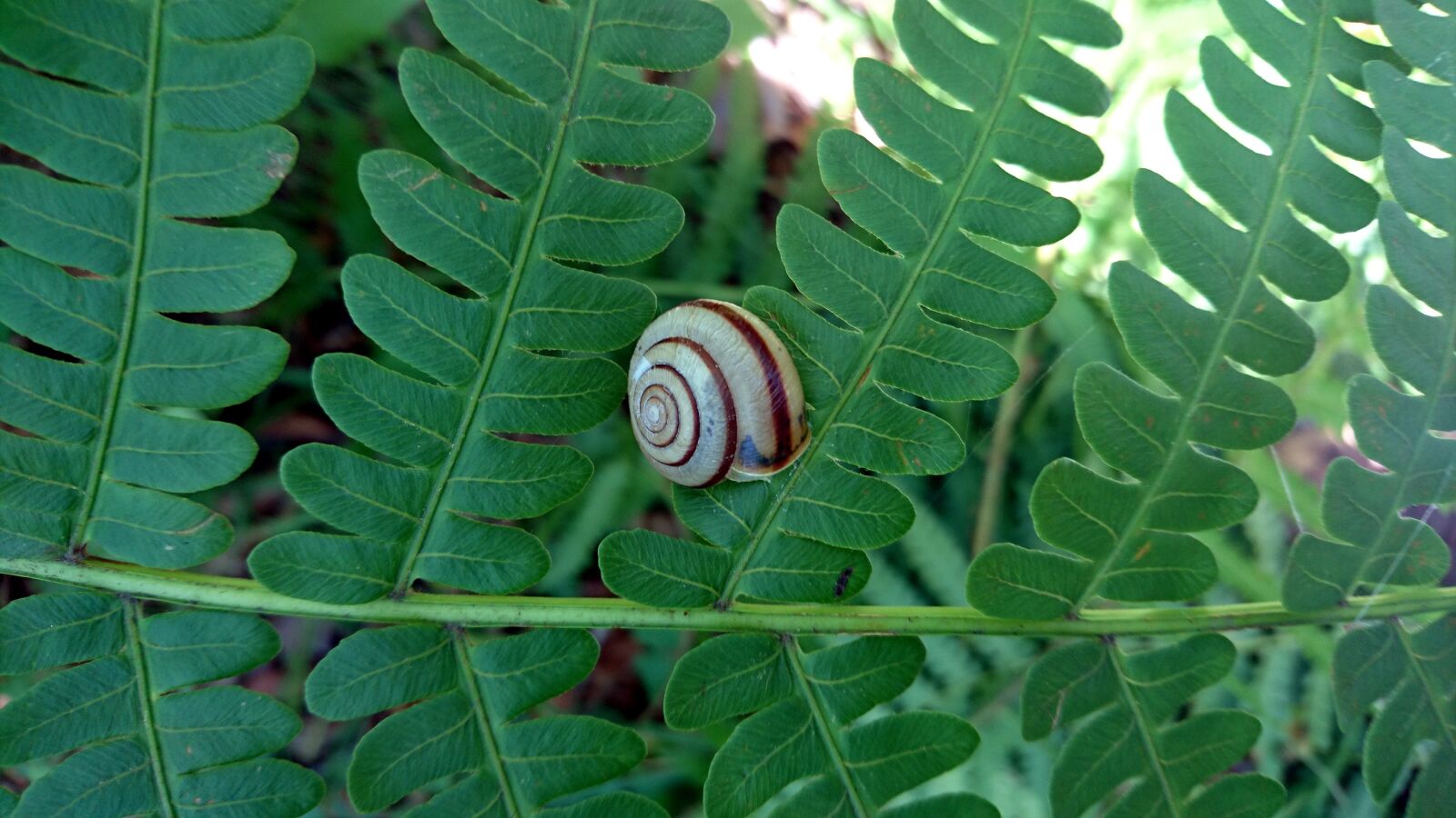 Sony Xperia Z5 Compact sample photo. Snail, fern, nature photography