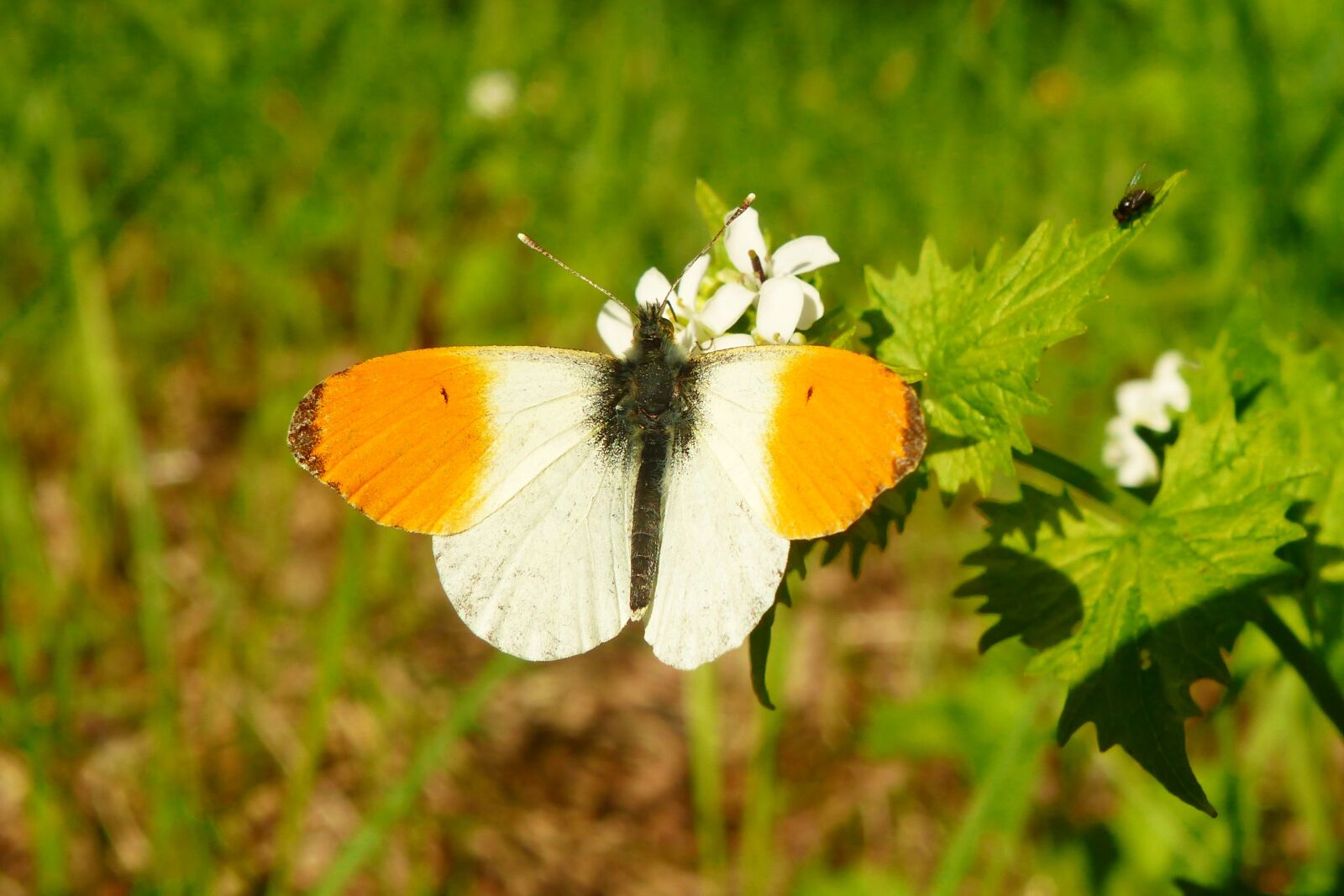 Panasonic Lumix DMC-FZ200 sample photo. Animals, invertebrates, insect photography
