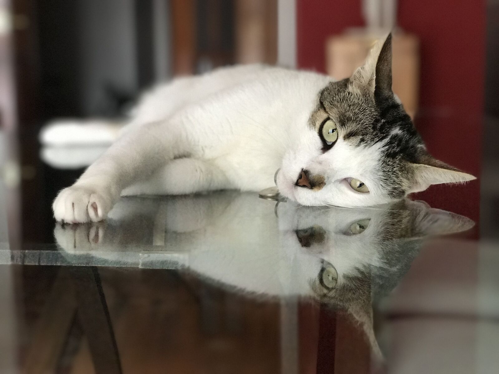 iPhone 7 Plus back dual camera 6.6mm f/2.8 sample photo. Cat, kitten, pet photography