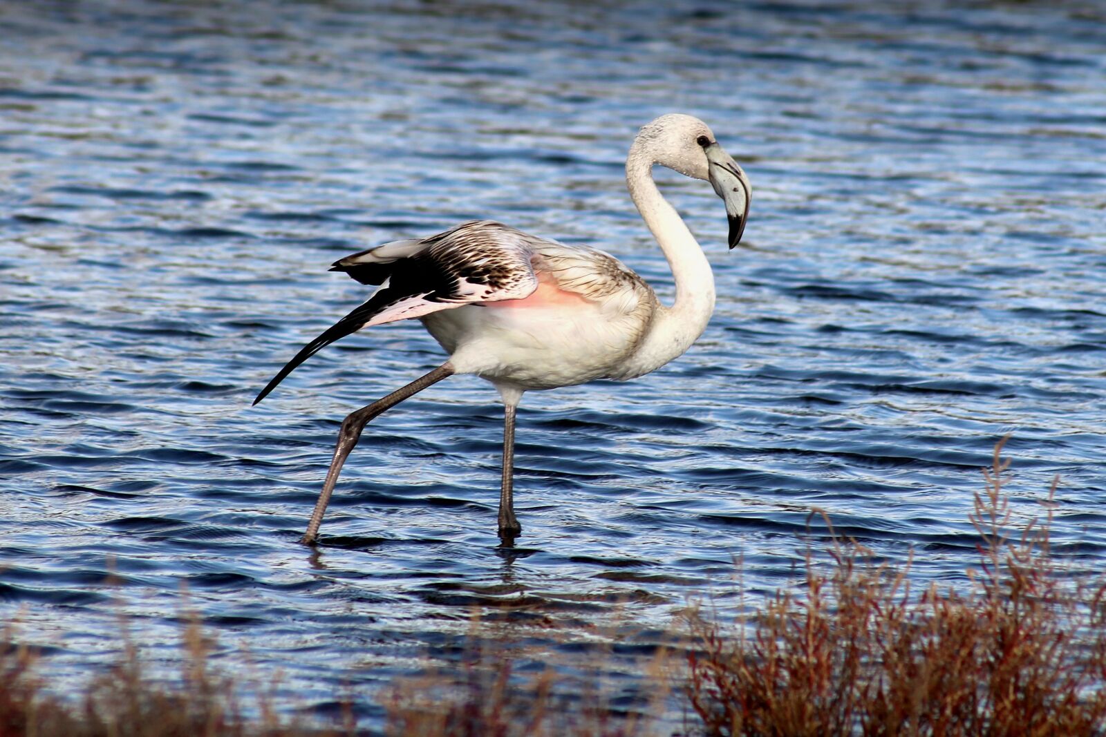 Canon EOS 1200D (EOS Rebel T5 / EOS Kiss X70 / EOS Hi) sample photo. Animal, pink flemish, wader photography