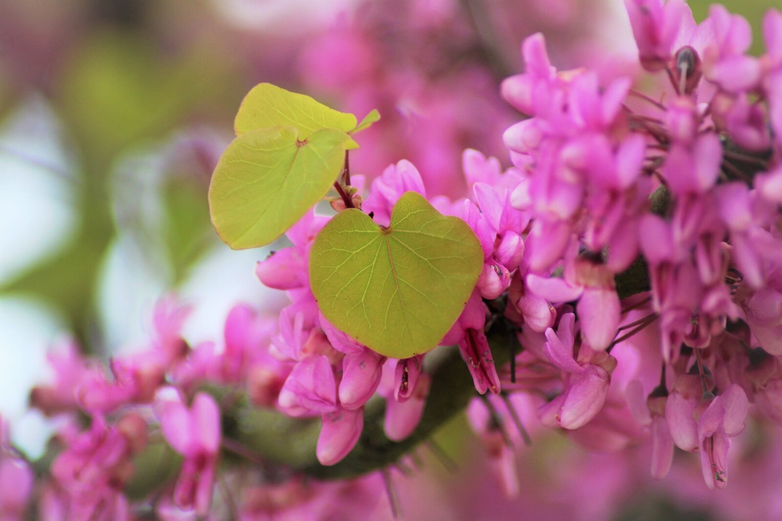 Canon EOS 2000D (EOS Rebel T7 / EOS Kiss X90 / EOS 1500D) sample photo. Flowers, judas tree, bloom photography