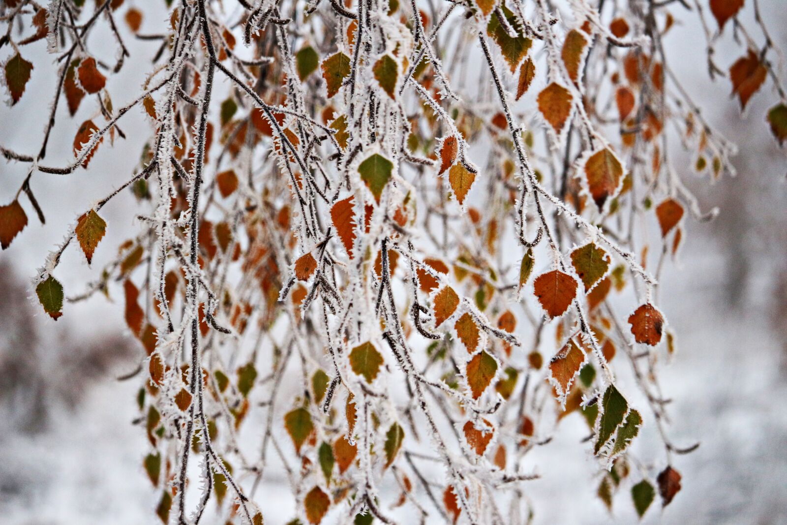 Canon EOS 100D (EOS Rebel SL1 / EOS Kiss X7) sample photo. Leaves, frost, winter photography