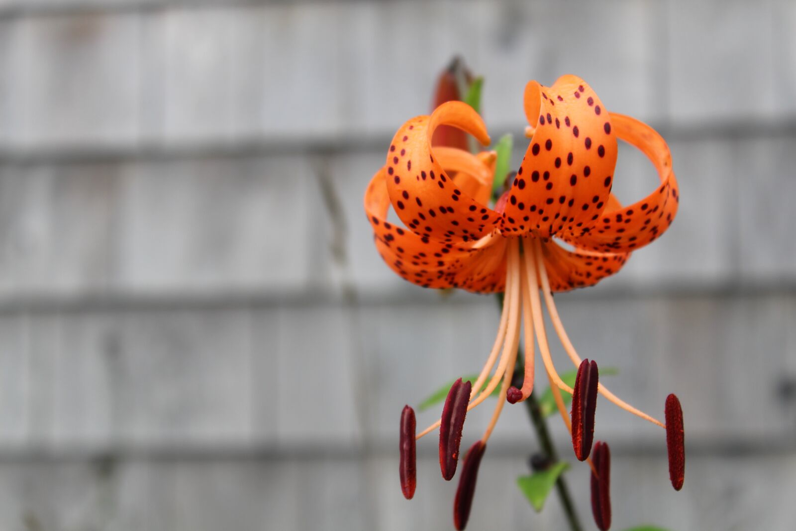 Canon EOS 1300D (EOS Rebel T6 / EOS Kiss X80) sample photo. Nature, flower, tiger lily photography