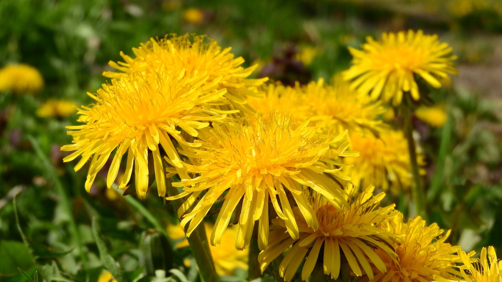 Nikon Coolpix P610 sample photo. Dandelion, cream of society photography