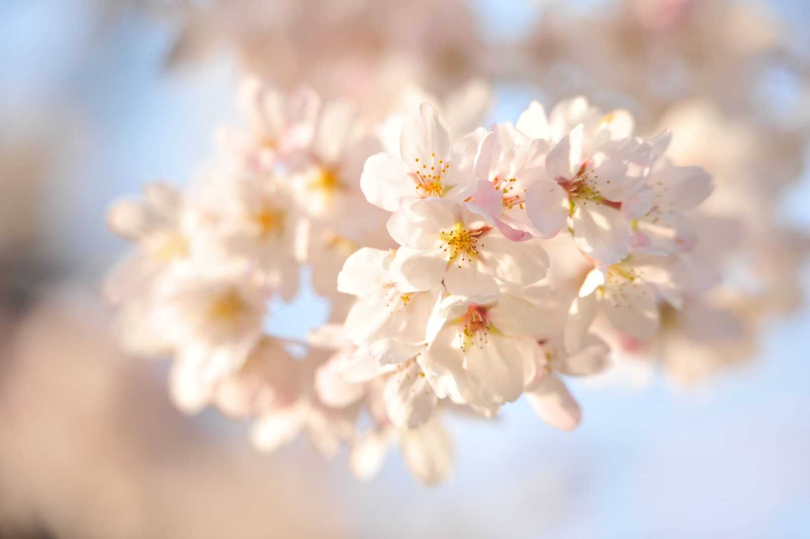 Nikon D700 sample photo. Japan, cherry blossoms, sunset photography