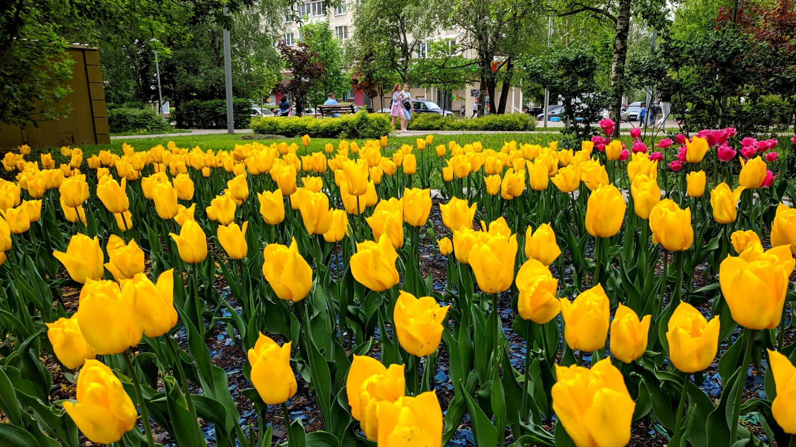Google Pixel sample photo. Flowers, park, city photography