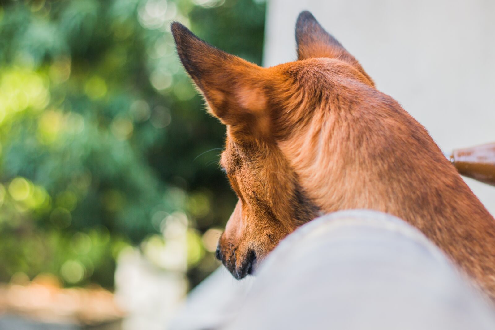 Canon EOS 70D + Canon EF 50mm F1.8 II sample photo. Dog, paw, animal photography