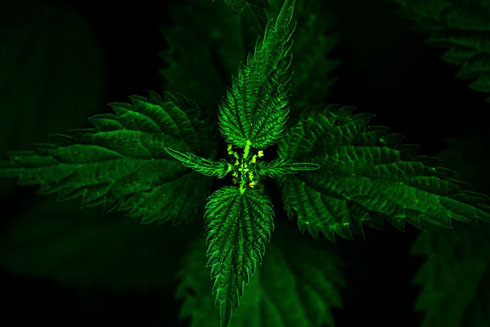E 50mm F1.8 OSS sample photo. Stinging nettle, brennessel, plant photography