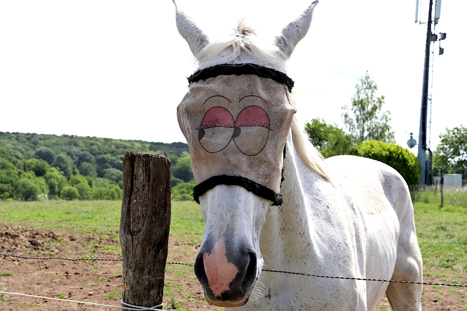 Canon EOS 800D (EOS Rebel T7i / EOS Kiss X9i) sample photo. Horse, mammals, mane photography