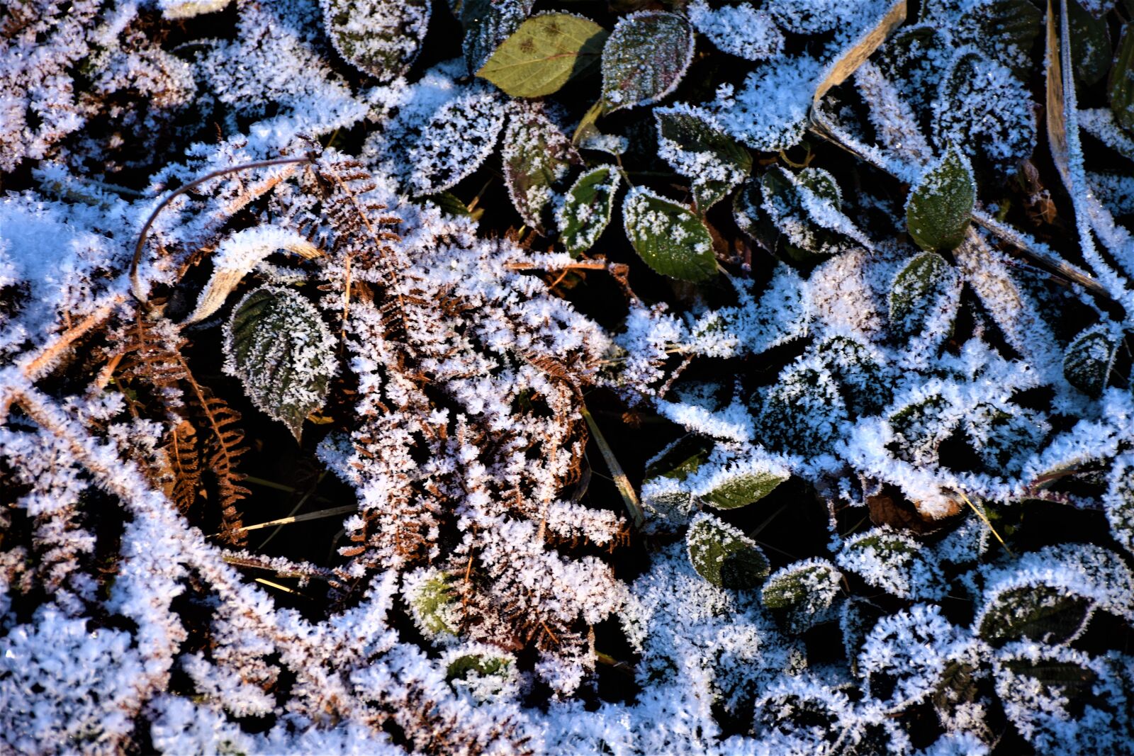 Nikon D7200 sample photo. Leaves, ripe, frost photography