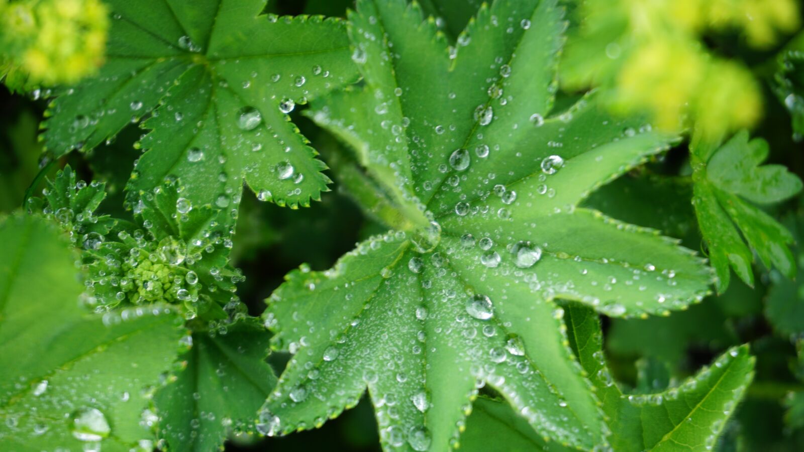 Sony a6000 sample photo. Frauenmantel, dew, green photography