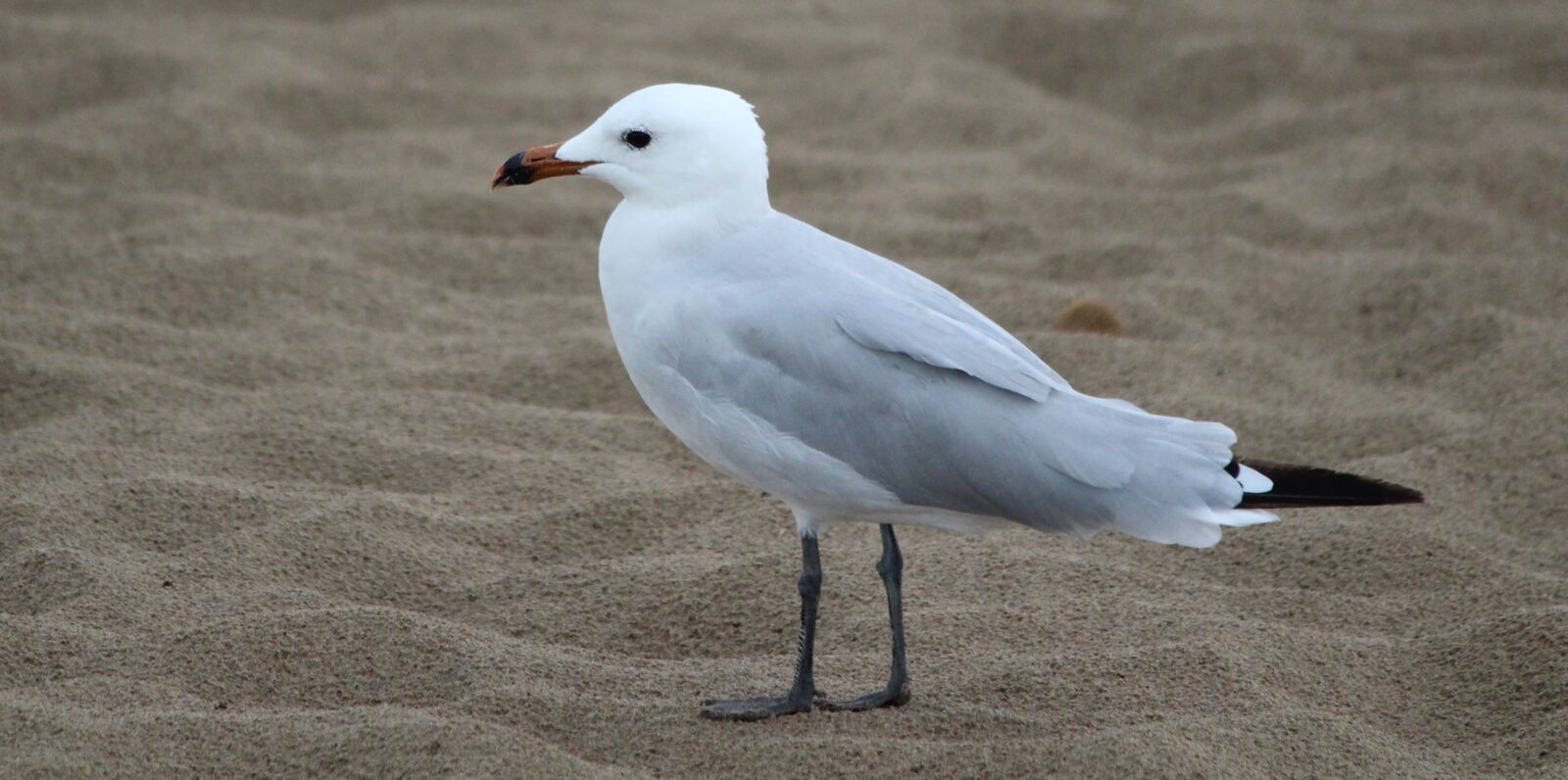 Canon EOS 1300D (EOS Rebel T6 / EOS Kiss X80) sample photo. Gaviota de audouin, playa photography