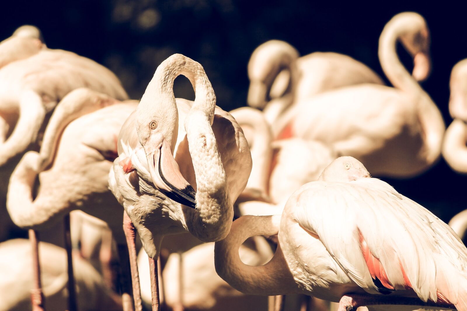 Canon EF-S 55-250mm F4-5.6 IS II sample photo. Animals, birds, flamingos photography