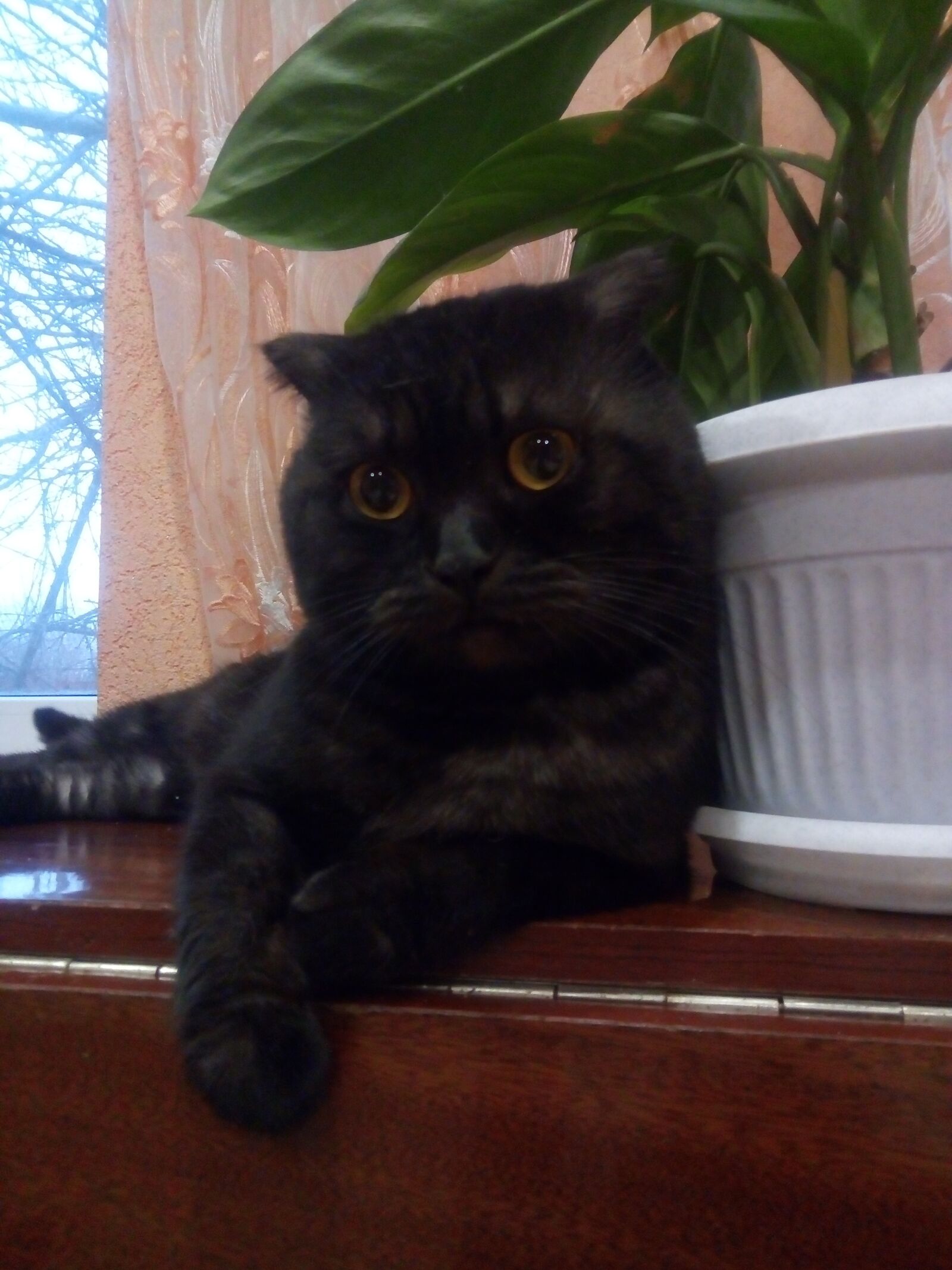 Meizu M5s sample photo. кот, котик, кот порода британец photography
