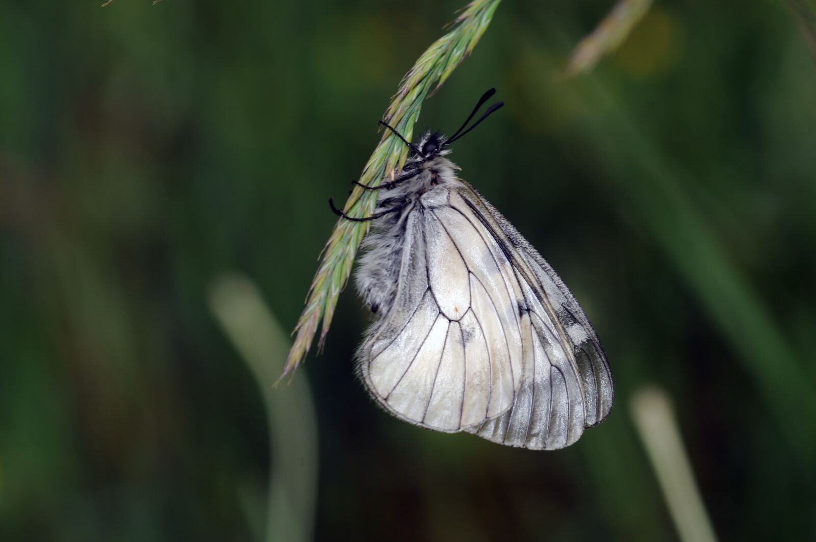 Nikon D300 sample photo. Butterflies, liar, apollo photography