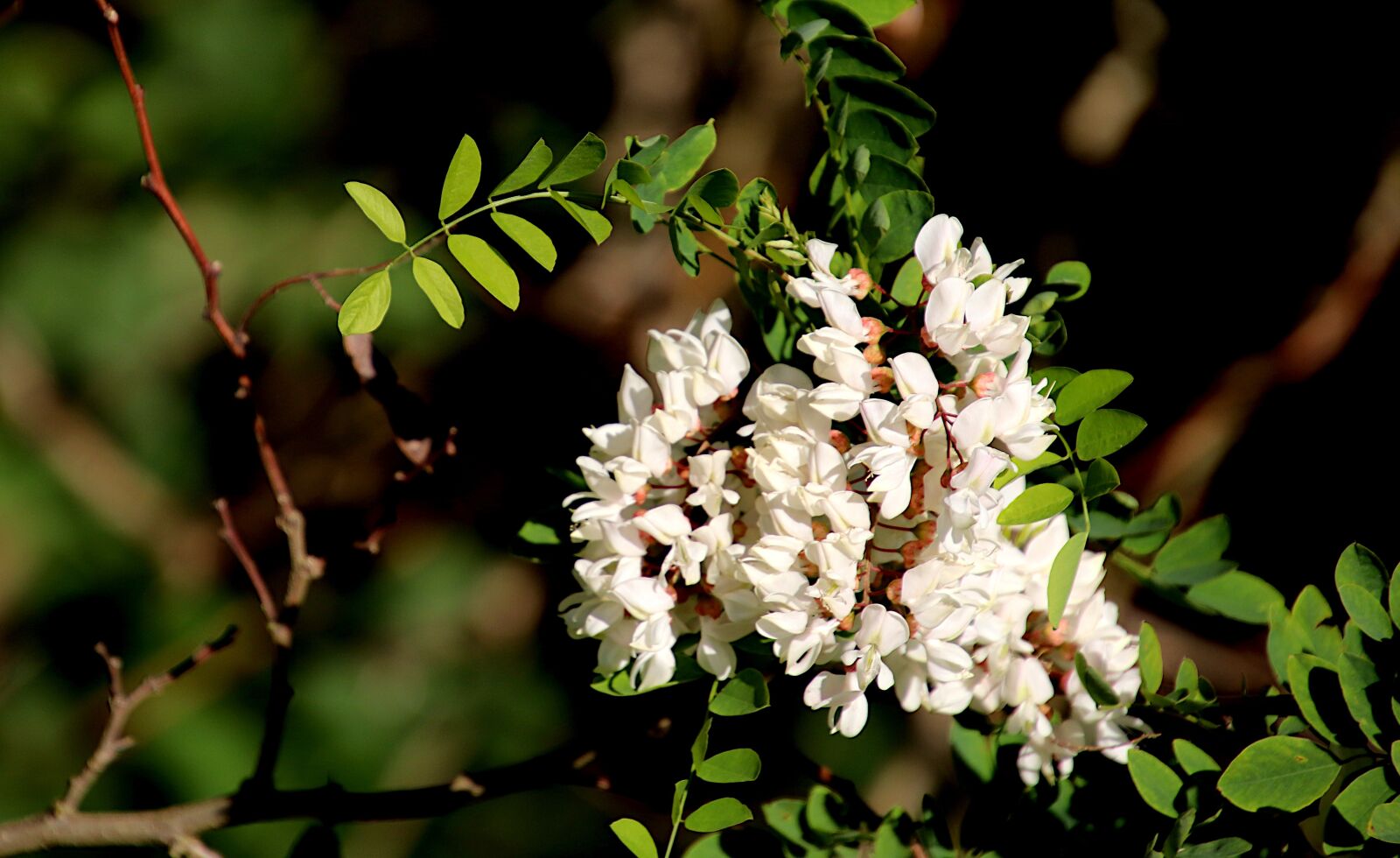 Tamron 18-400mm F3.5-6.3 Di II VC HLD sample photo. Acacia, flowers, white color photography