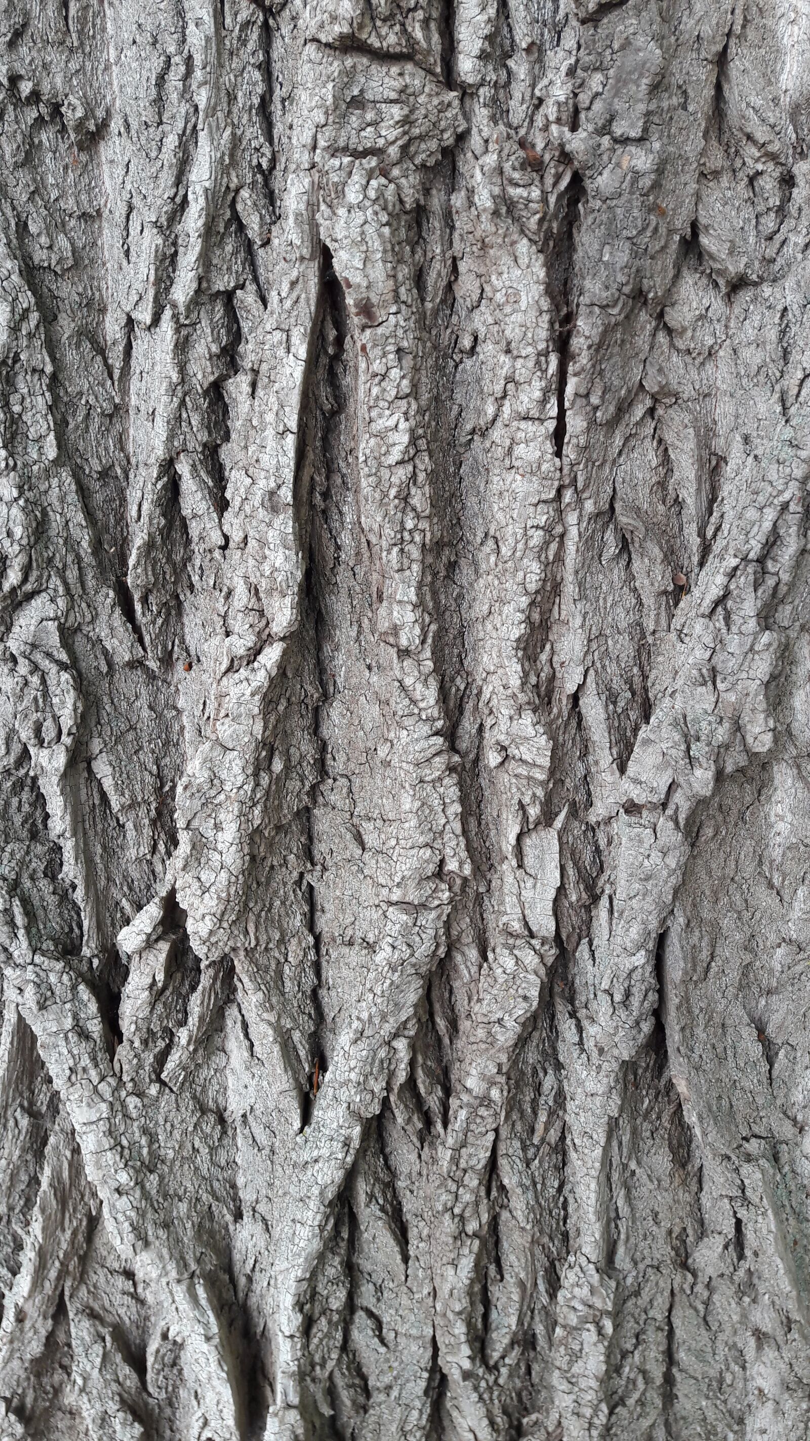 Samsung Galaxy A5(2016) sample photo. Bark, tree, log photography