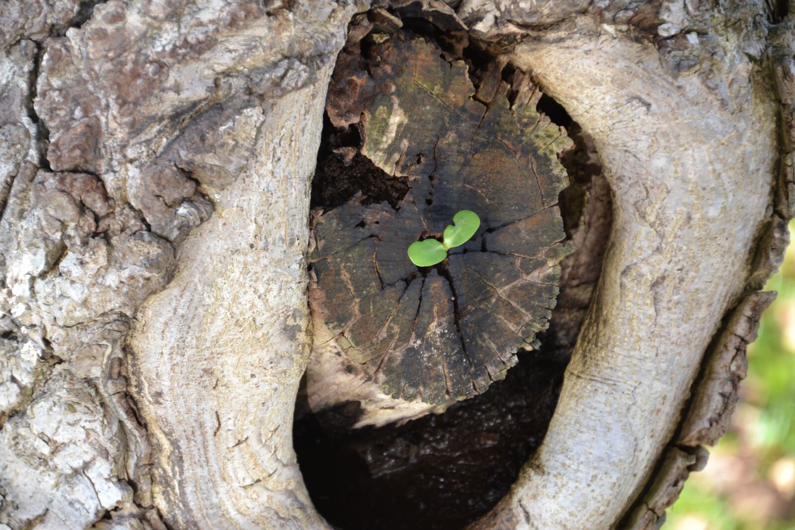 Nikon D3100 sample photo. Tree, old, new photography