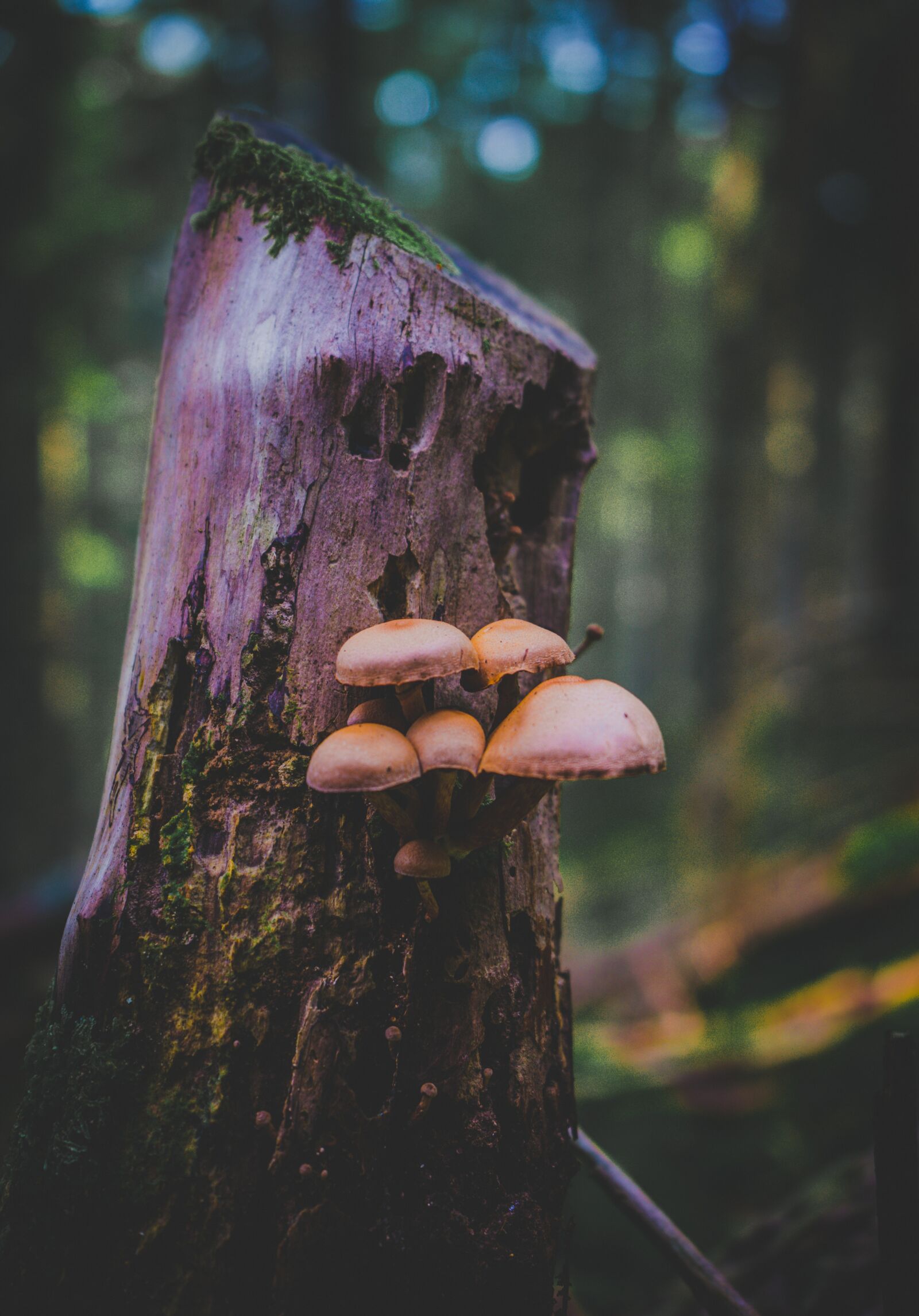 Sony FE 28-70mm F3.5-5.6 OSS sample photo. Mushroom, forest, forest mushroom photography