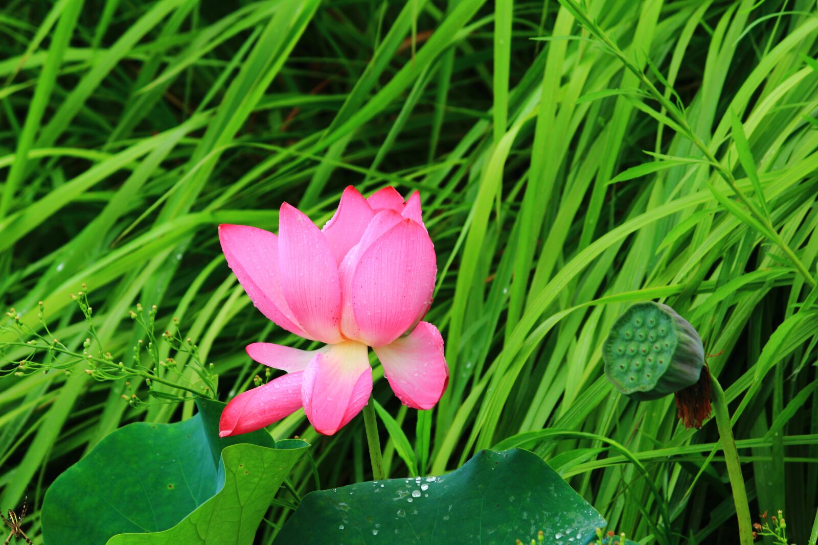Canon EOS 1200D (EOS Rebel T5 / EOS Kiss X70 / EOS Hi) sample photo. Lotus, summer, flower photography