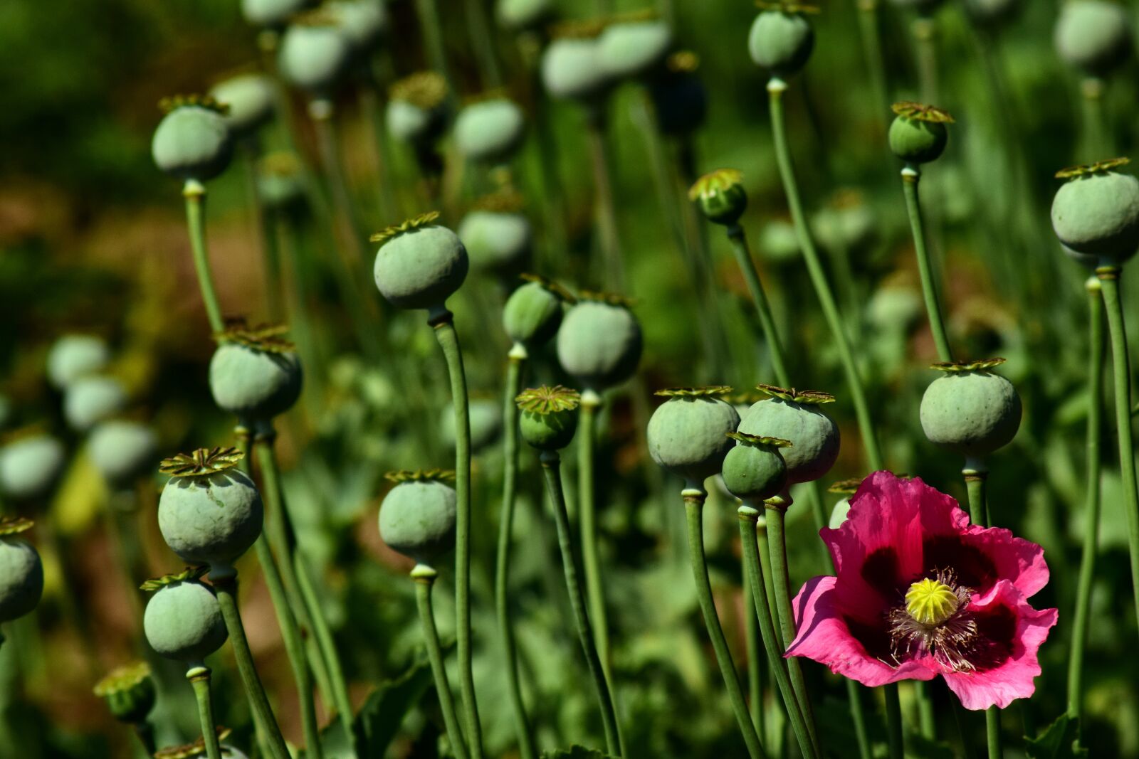 Nikon D3300 sample photo. Poppy, field of poppies photography