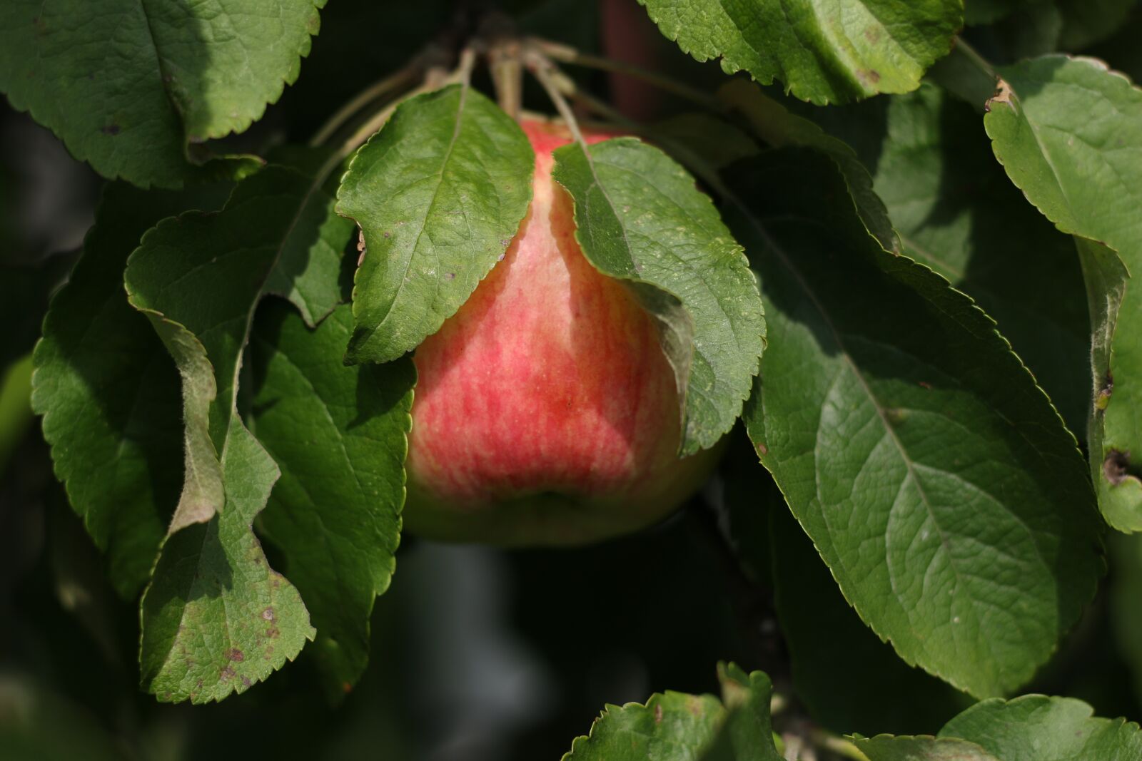 Canon EOS 70D + Canon EF 50mm F1.8 STM sample photo. Apple, autumn, harvest photography