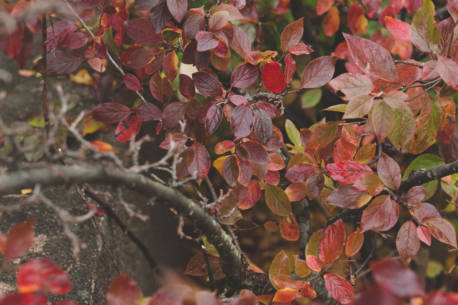 Canon EOS 700D (EOS Rebel T5i / EOS Kiss X7i) + Canon EF 50mm F1.8 STM sample photo. Red, leaves, branch photography