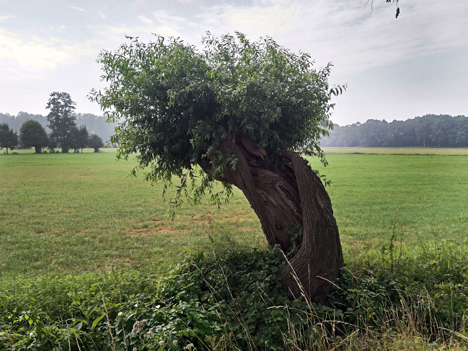 HMD Global Nokia 8 sample photo. Tree, nature, sun photography