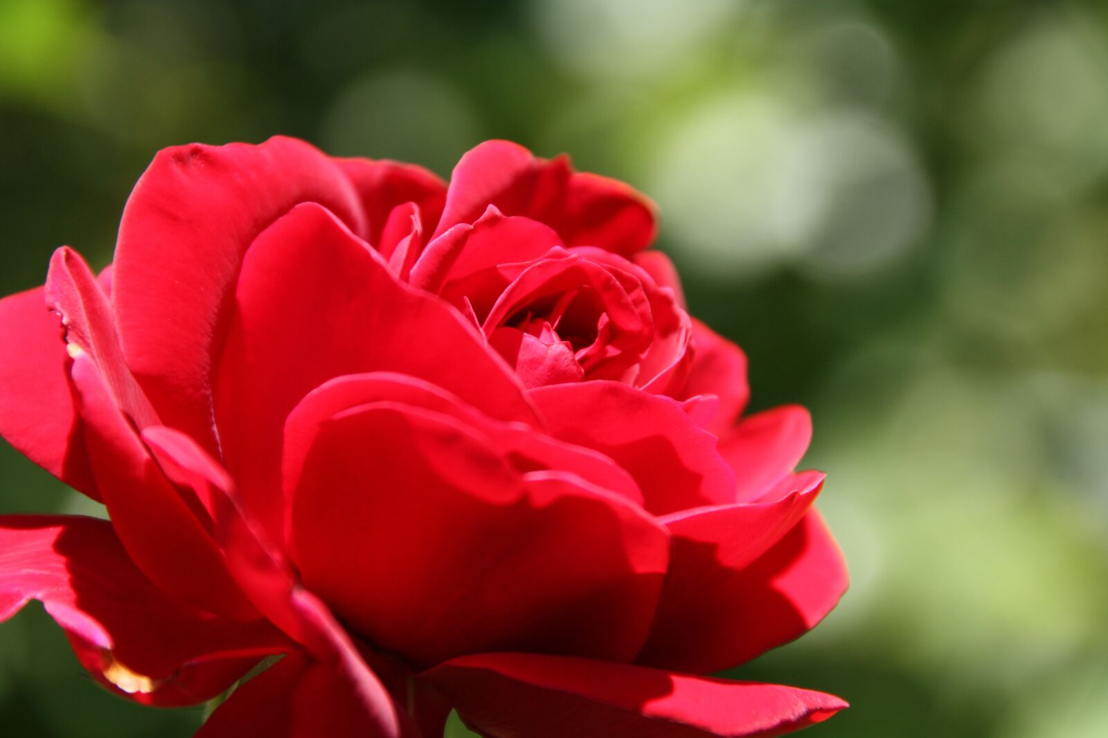 Canon EOS 450D (EOS Rebel XSi / EOS Kiss X2) sample photo. Garden, rose, macro photography