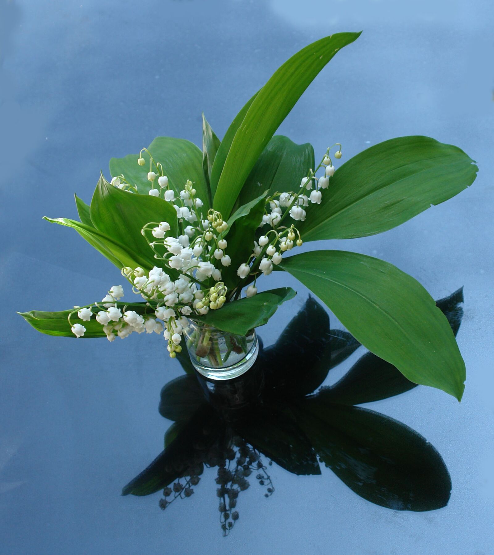 Sony DSC-R1 sample photo. Lily of the valley photography