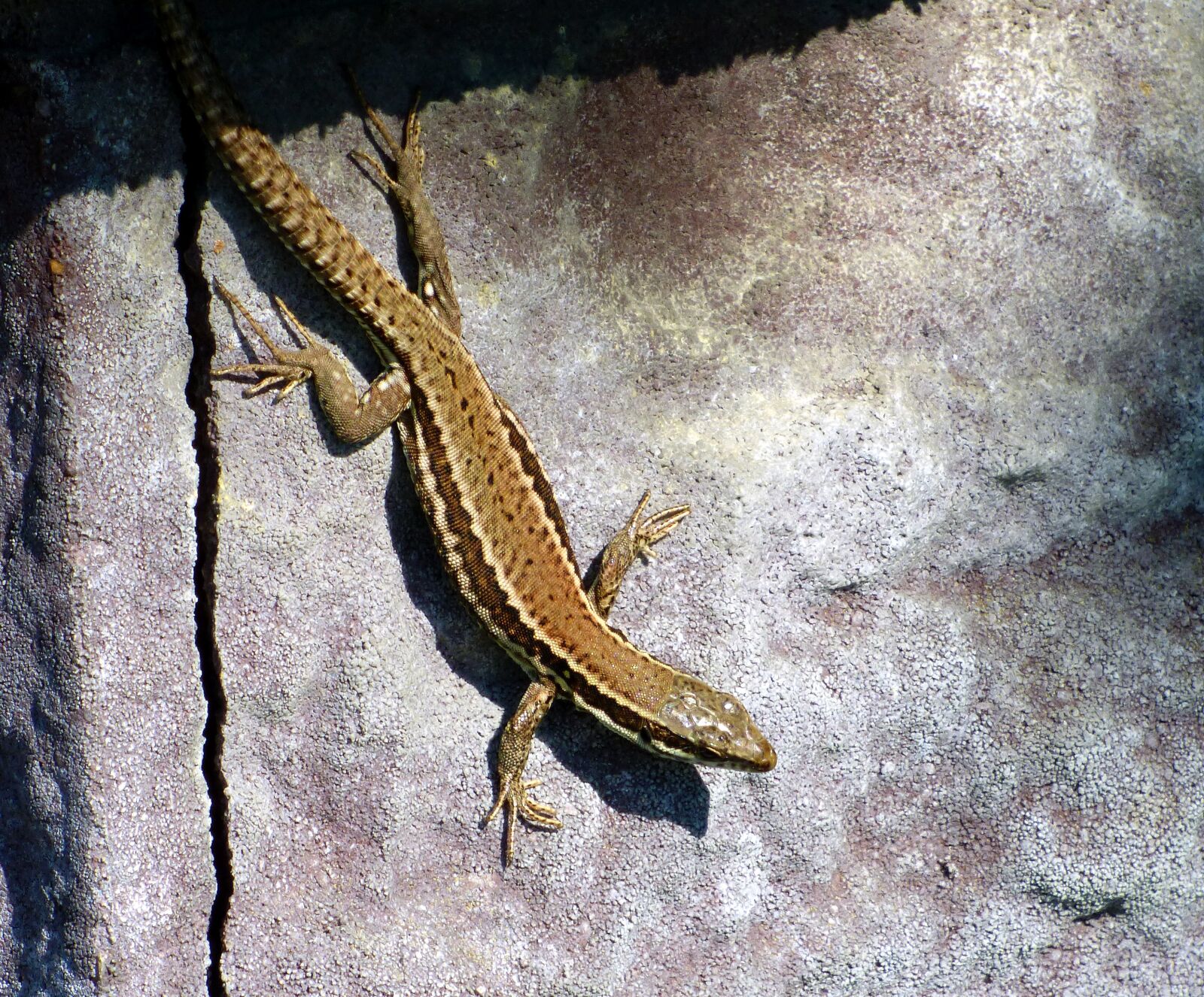 Panasonic DMC-FZ72 sample photo. Animal, lizard, nature photography