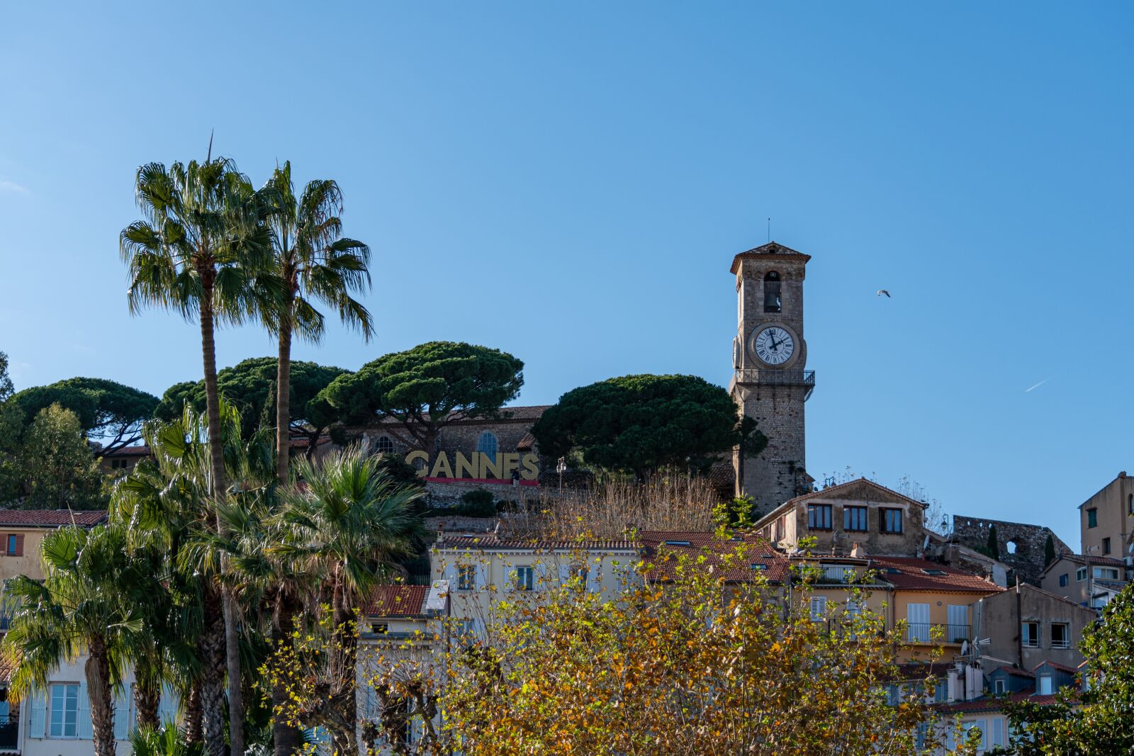 Nikon D5600 sample photo. Canes, france, tree photography