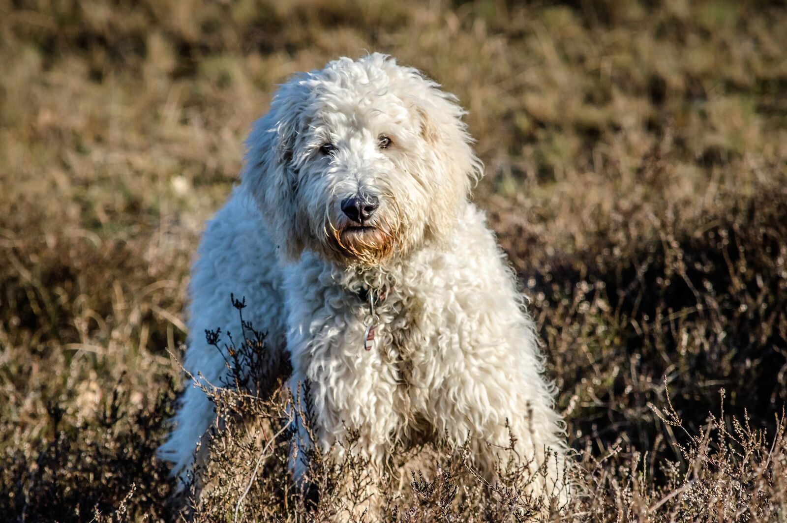 Nikon D3200 sample photo. Dog, goldendoodle, hybrid photography